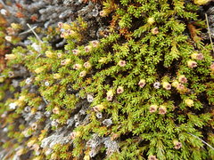 Dracophyllum muscoides