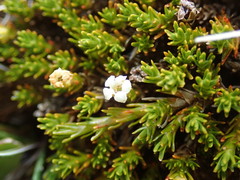 Dracophyllum muscoides