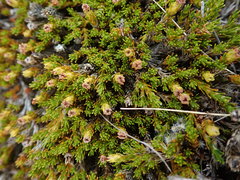 Dracophyllum muscoides