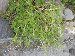 Lupinus microphyllus