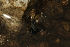 Ochterus