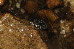 Ochterus