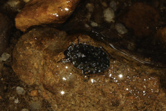 Ochterus