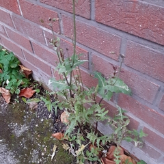 Sonchus oleraceus