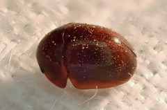 Cychramptodes murrayi