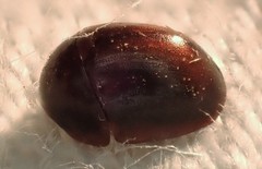 Cychramptodes murrayi