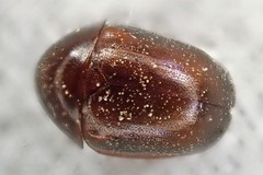 Cychramptodes murrayi