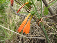 Stenomesson aurantiacum