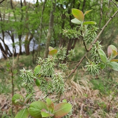 Salix
