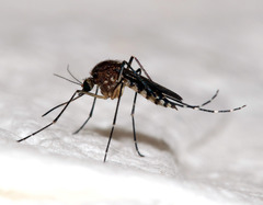 Aedes procax