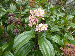 Miconia crocea