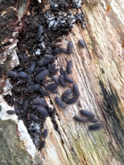Porcellio scaber