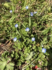 Veronica persica
