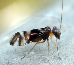 Elipsocidae