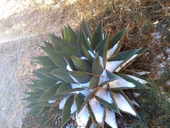 Agave gentryi