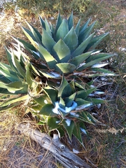 Agave gentryi