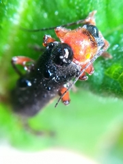 Cantharis pellucida