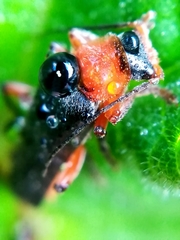 Cantharis pellucida
