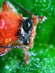Cantharis pellucida