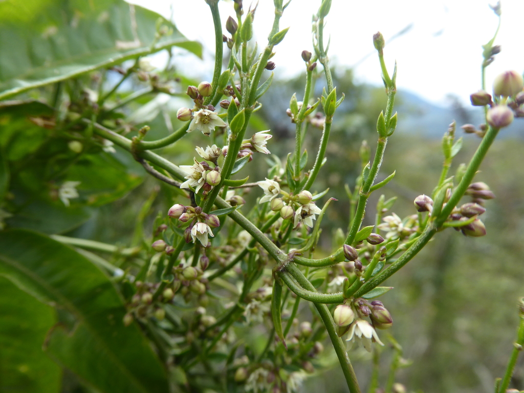 Scyphostelma microphylla