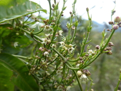 Scyphostelma microphylla