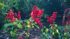 Salvia splendens