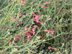 Gambelia juncea