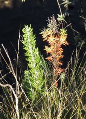 Athanasia grandiceps