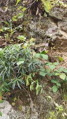 Erysimum virescens