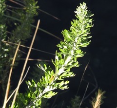 Athanasia grandiceps