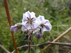 Solanum caripense