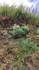 Aeonium aureum
