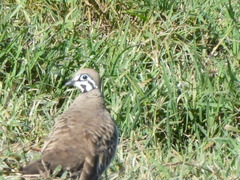 Geophaps scripta scripta