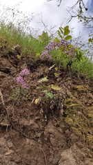 Pericallis webbii