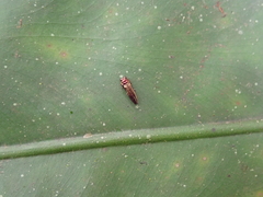 Endelus collaris kerremansi