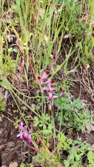 Fumaria bastardii