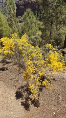 Genista microphylla