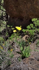 Sonchus platylepis
