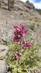 Salvia canariensis