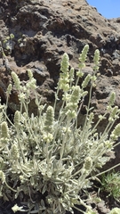 Sideritis dasygnaphala