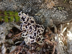 Lecanora epibryon broccha