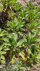 Pterocephalus dumetorum