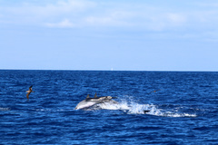 Stenella frontalis