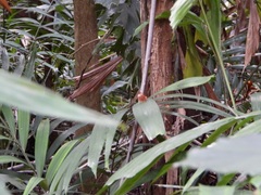 Abisara saturata kausambioides