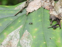 Teleopsis quadriguttata