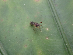 Teleopsis quadriguttata