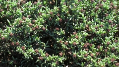 Ruschia uitenhagensis