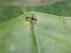 Teleopsis quadriguttata