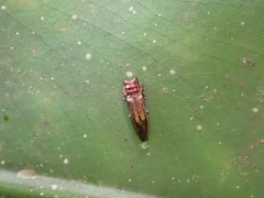 Endelus collaris kerremansi
