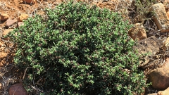 Ruschia uitenhagensis